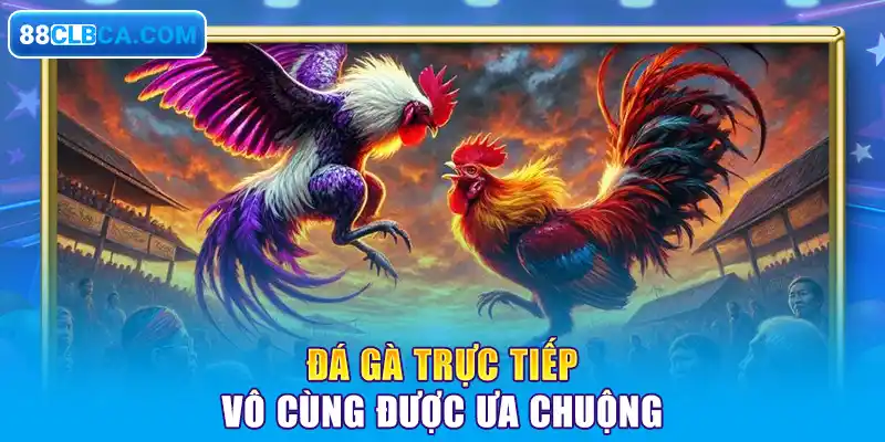 Đá gà trực tiếp vô cùng được ưa chuộng