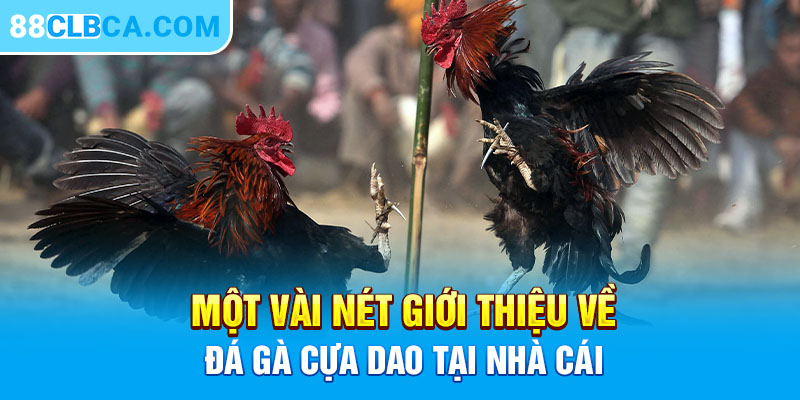 Một vài nét giới thiệu về đá gà cựa dao tại nhà cái 