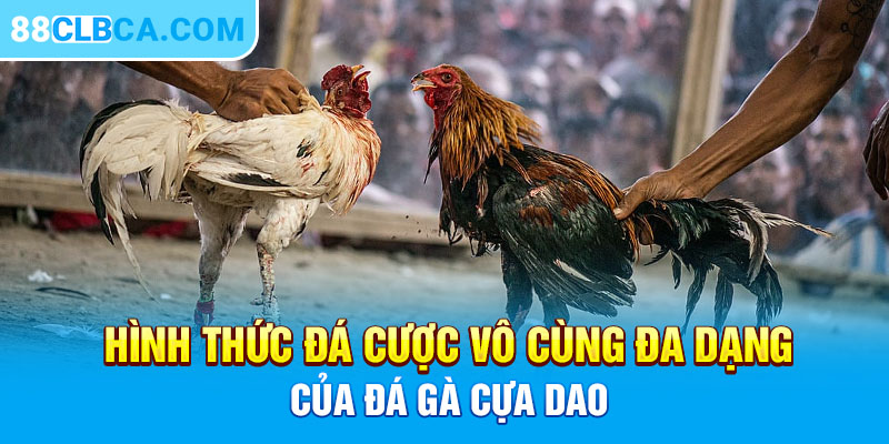 Hình thức đá cược vô cùng đa dạng của đá gà cựa dao