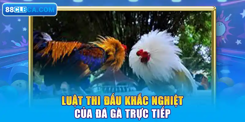 Luật thi đấu khắc nghiệt của đá gà trực tiếp