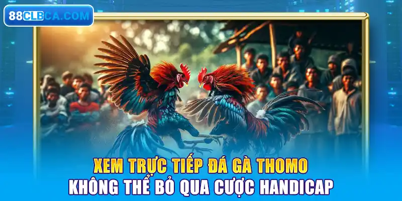 Xem trực tiếp đá gà Thomo không thể bỏ qua cược Handicap