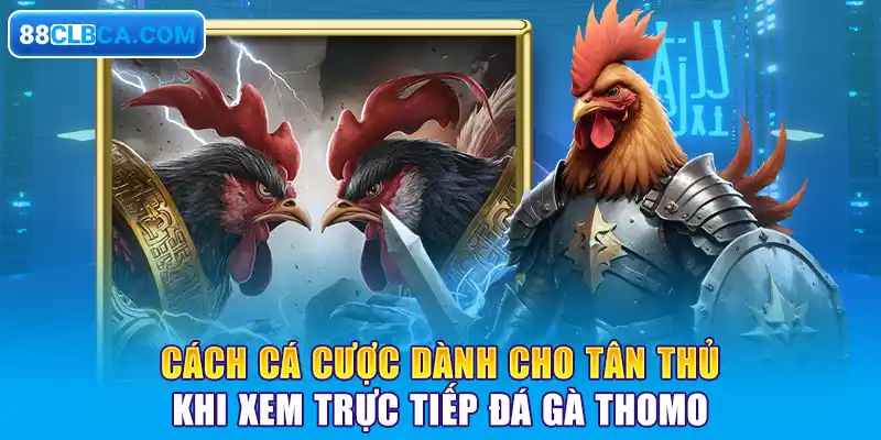 Cách cá cược dành cho tân thủ khi xem trực tiếp đá gà Thomo 