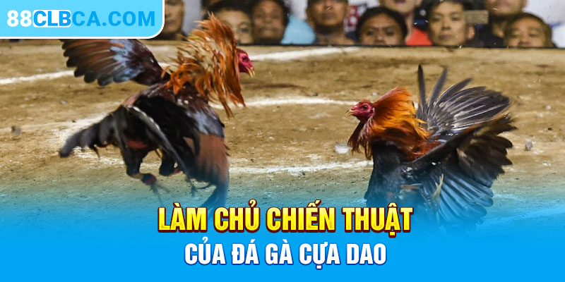 Làm chủ chiến thuật của đá gà cựa dao