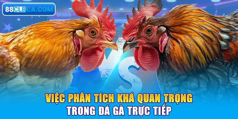 Việc phân tích khá quan trọng trong đá gà trực tiếp