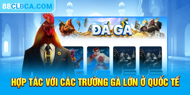 Hợp tác với các trường gà lớn ở quốc tế