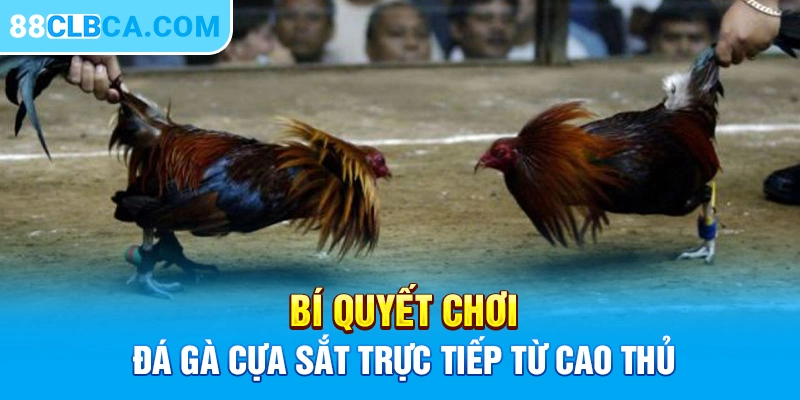 Bí quyết chơi đá gà cựa sắt trực tiếp từ cao thủ