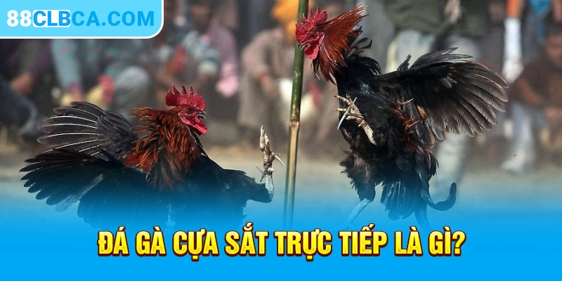 Đá gà cựa sắt trực tiếp là gì?