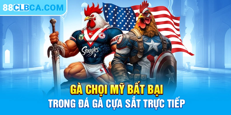 Gà chọi mỹ bất bại trong đá gà cựa sắt trực tiếp