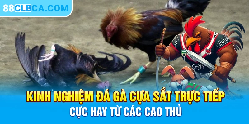 3 Kinh Nghiệm Đá Gà Cựa Sắt Trực Tiếp Từ Cao Thủ 88CLB